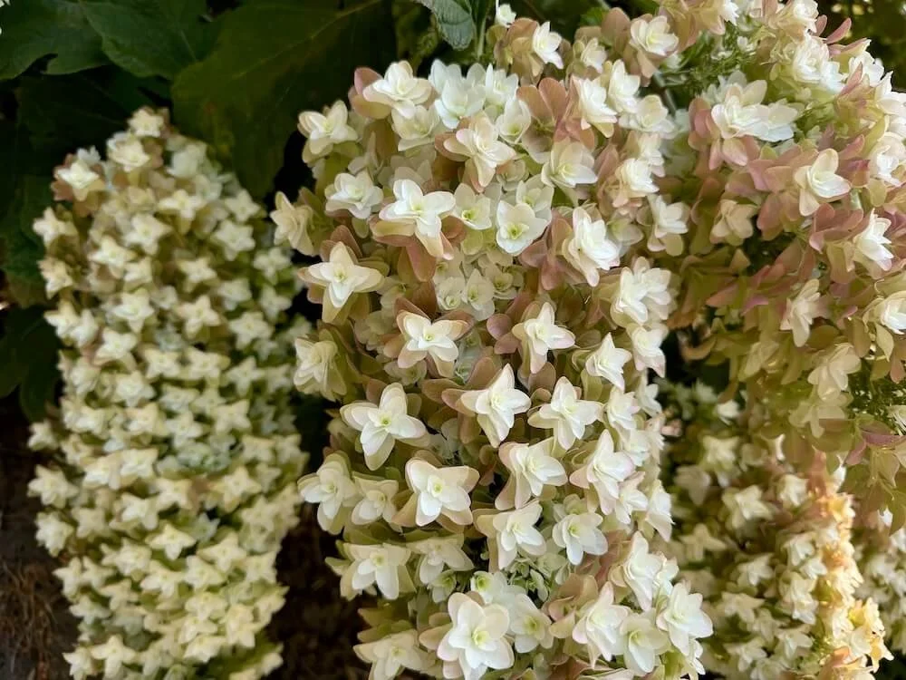 Hydrangea quercifolia 'Snowflake'