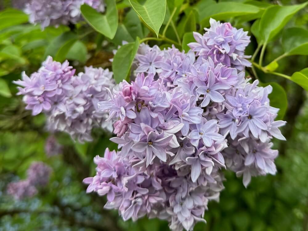 Syringa vulgaris 'President Grevy'