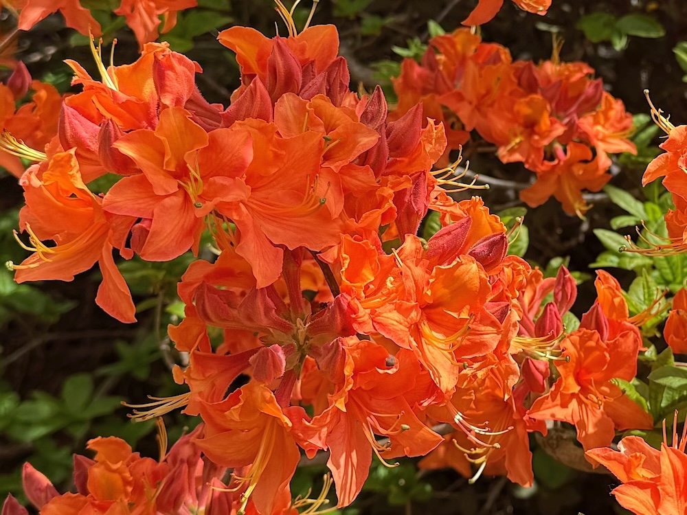 Rhododendron calendulaceum