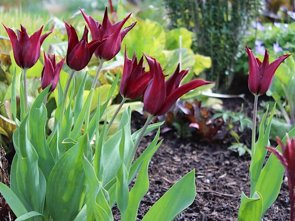 Tulipa 'Sarah Raven'
