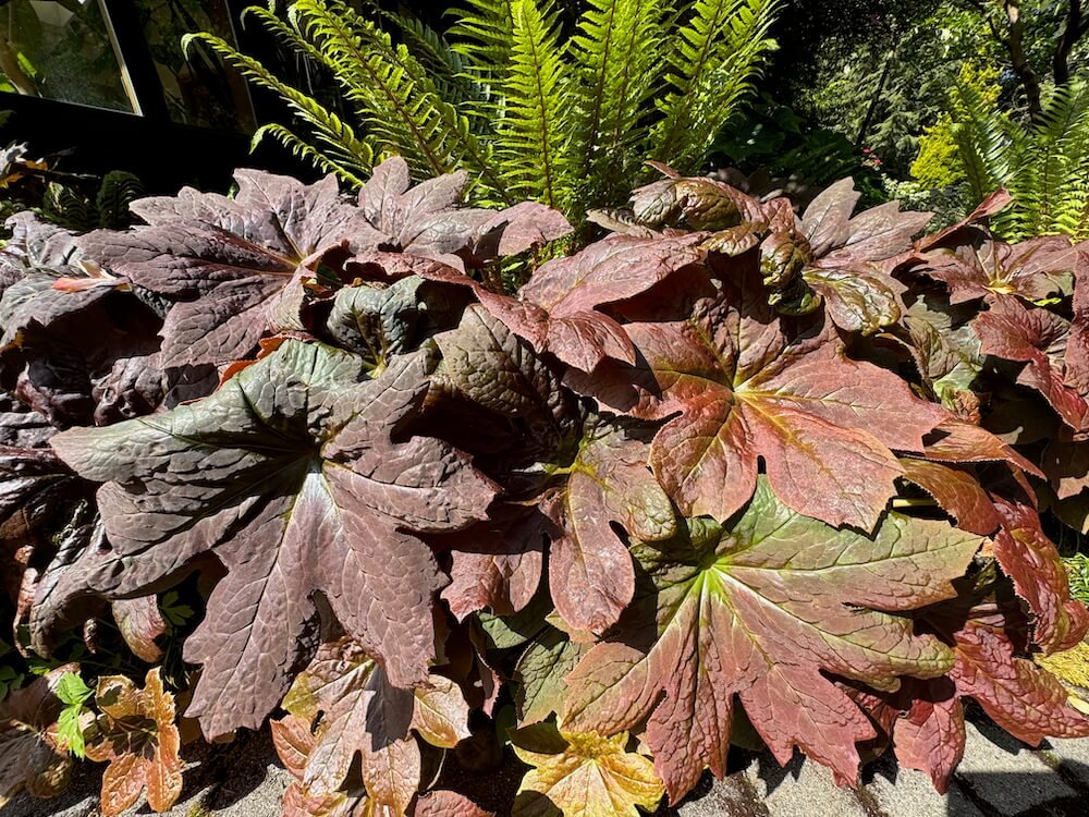 Podophyllum x 'Red Panda'
