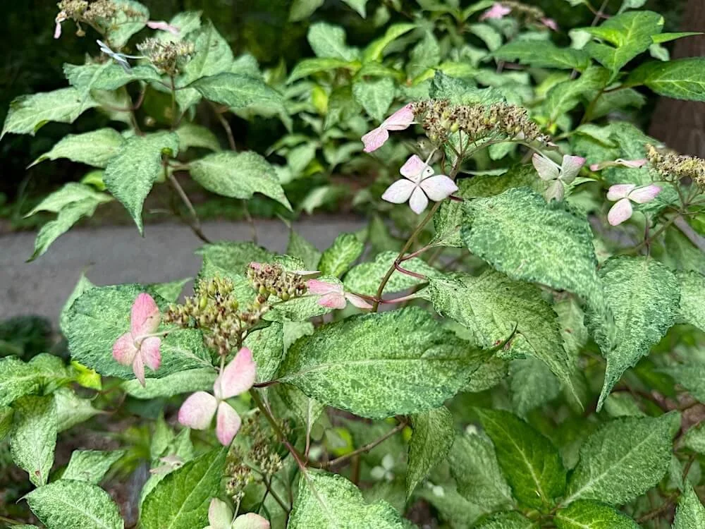 Hydrangea serrata 'O-amacha Nishiki'