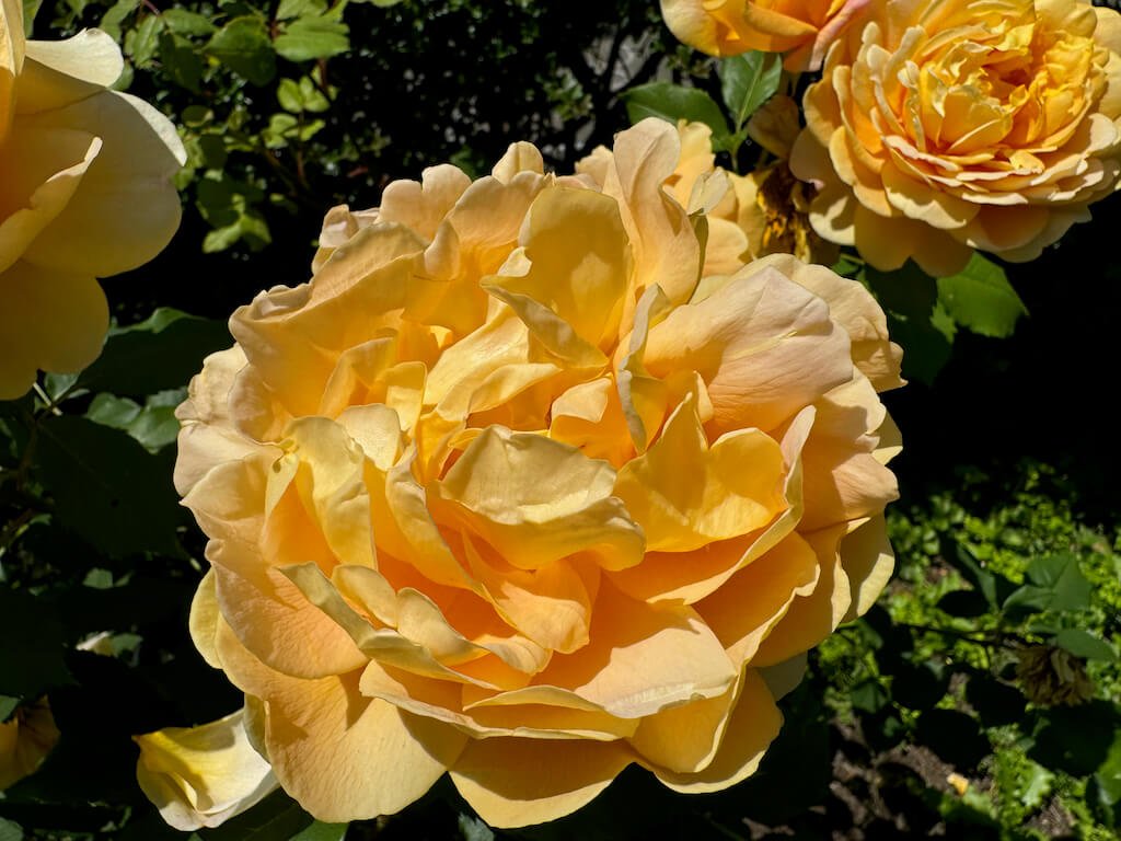 Rosa 'Golden Celebration'
