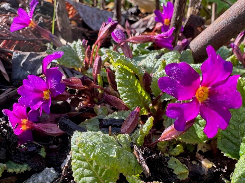Primula x pruhonicensis 'Wanda'