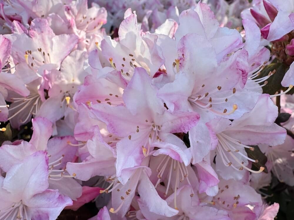Rhododendron 'Wee Bee'