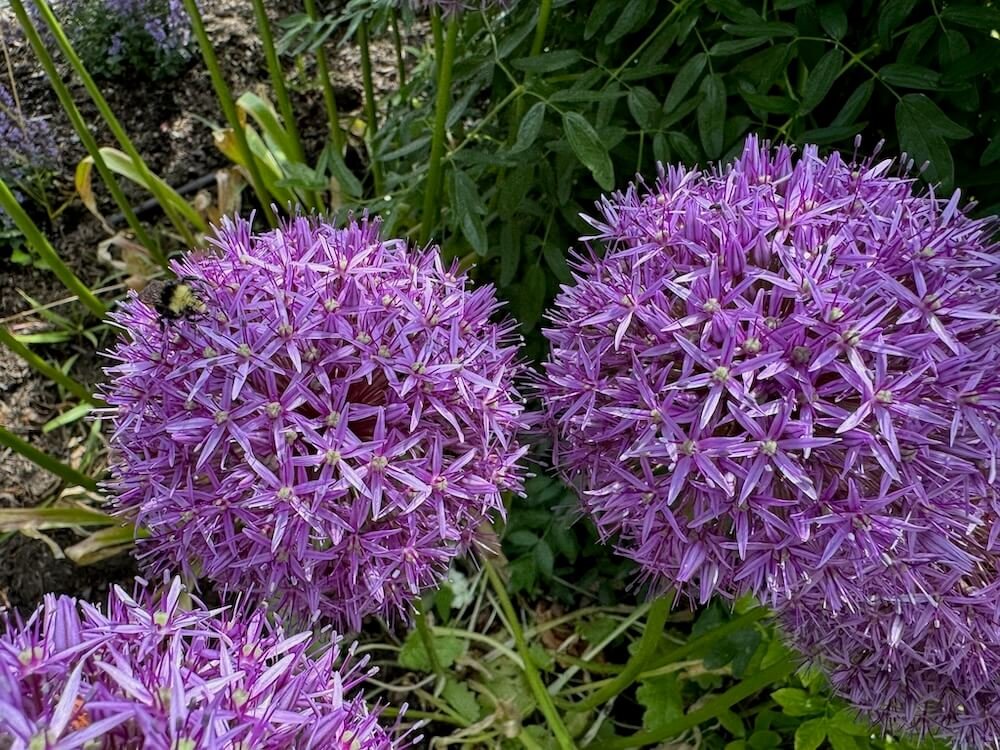 Allium 'Purple Rain'