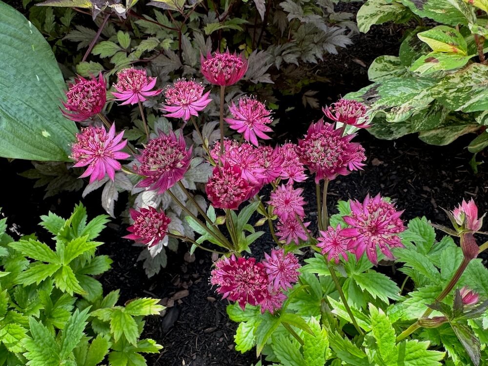 Astrantia major 'Burgundy Manor'