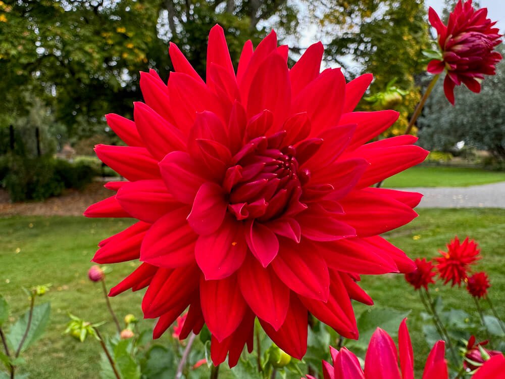 Dahlia 'Sandia Mace'