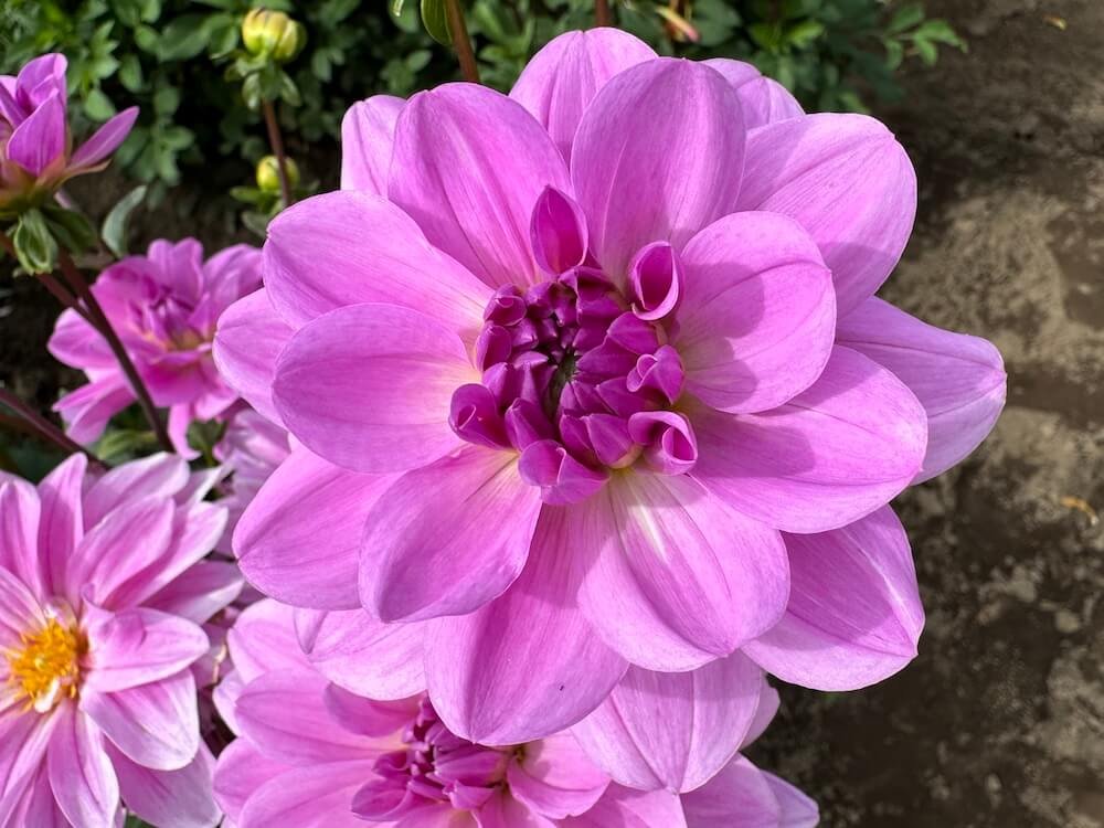 Dahlia 'Sandia Shomei'