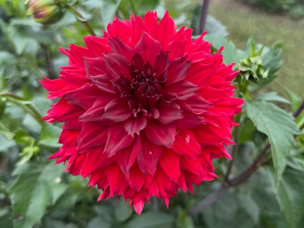 Dahlia 'Skywalker'