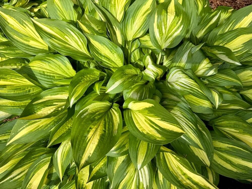 Hosta 'Whirlwind'