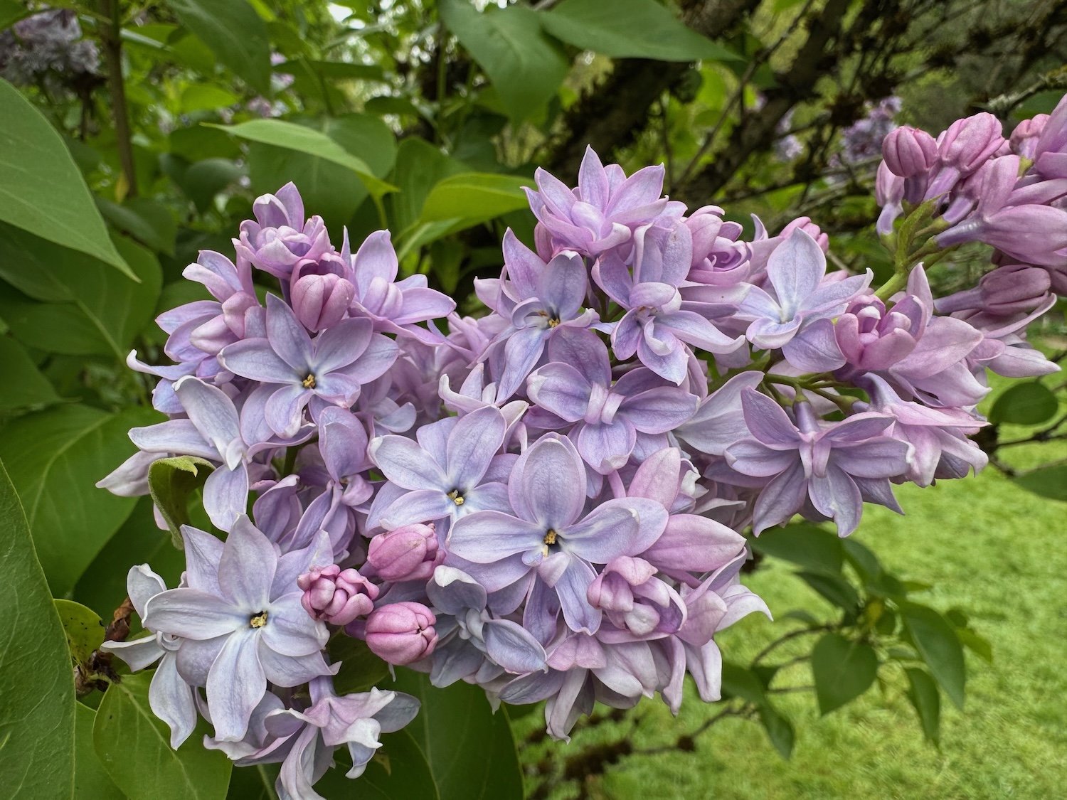 Lilacs