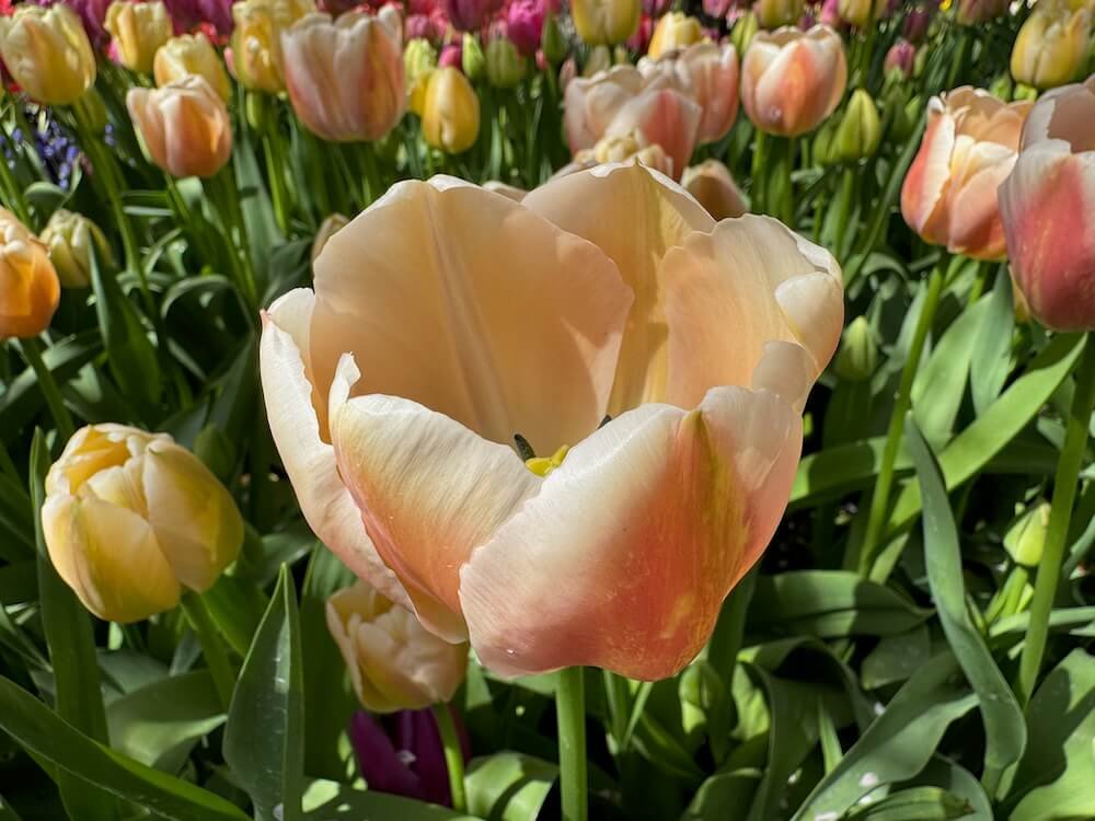 Tulipa 'Apricot Foxx'