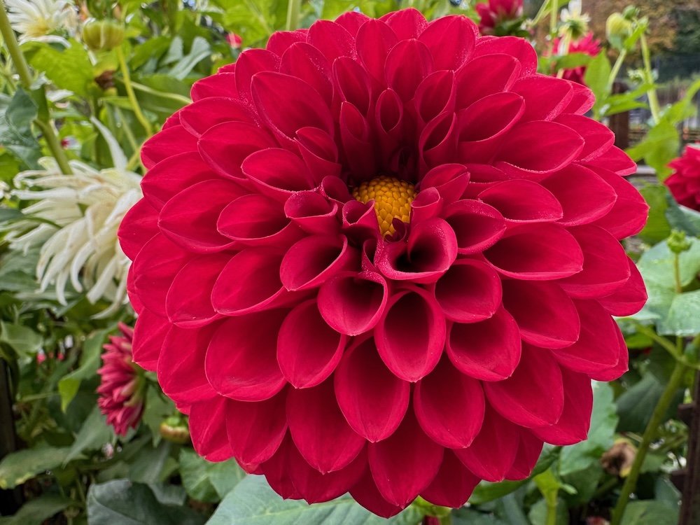 Dahlia 'Dori T'