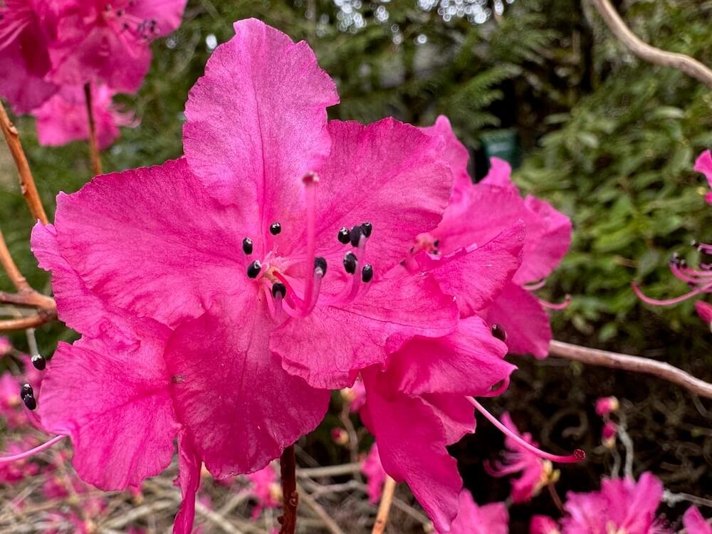 Rhododendron mucronulatum