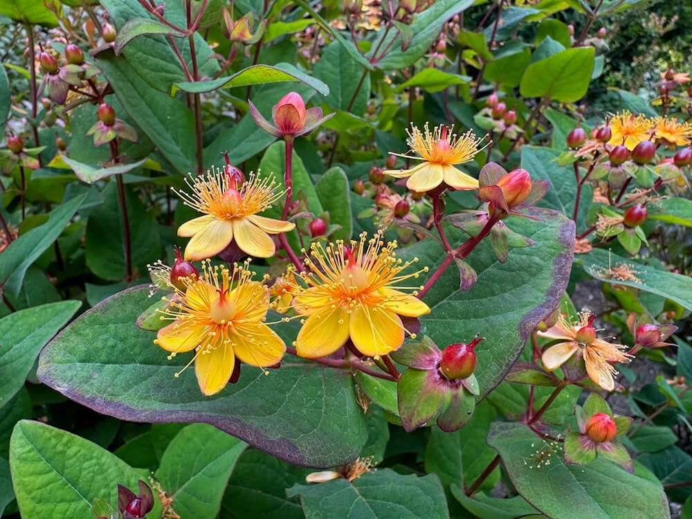 Hypericum x inodorum 'Kolsan'
